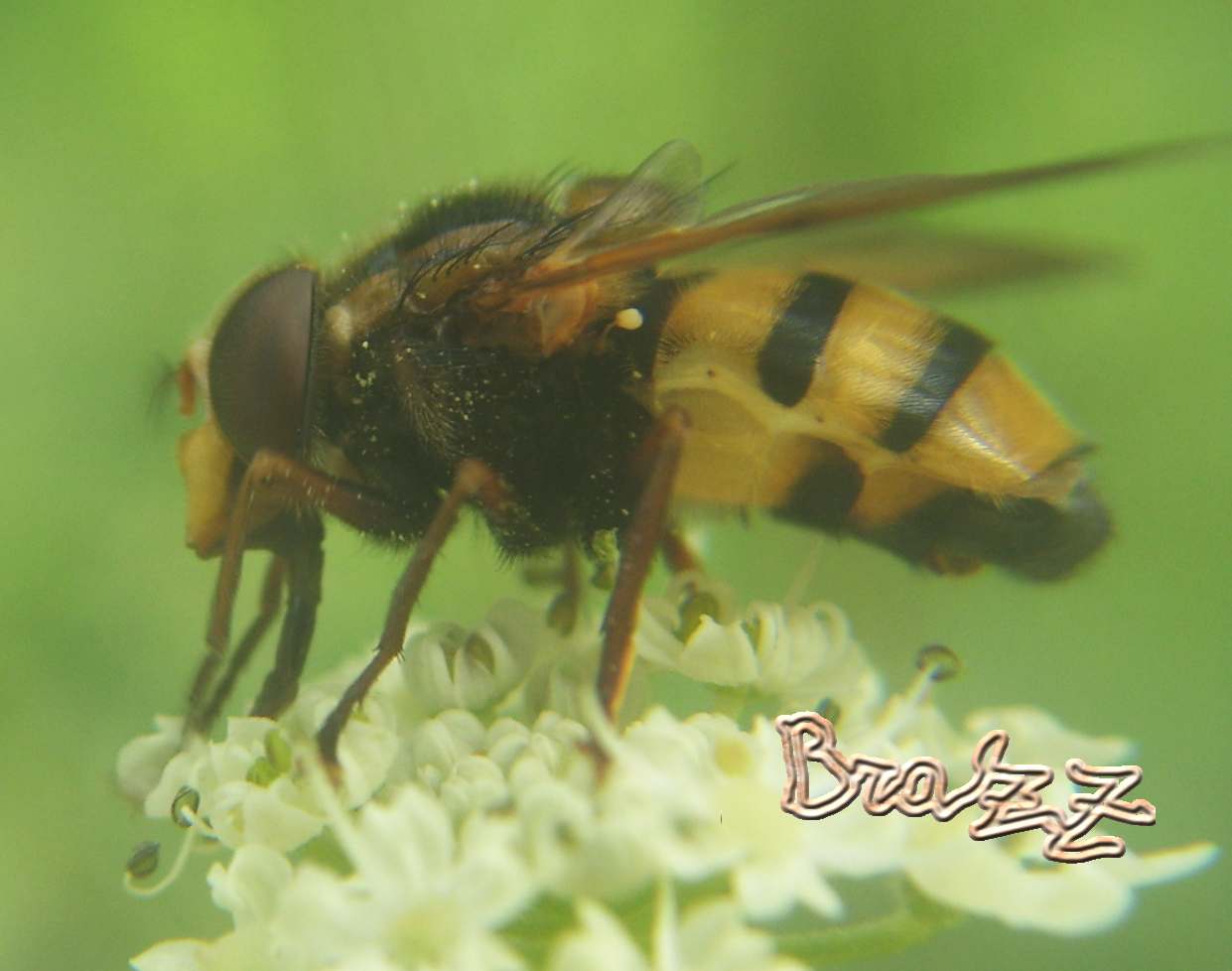 Volucella inanis